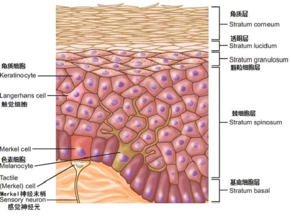 孚美达乳膏是如何淡化皮肤色素的？
